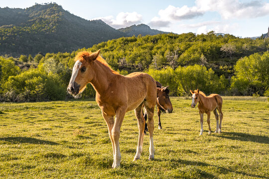 Horizontal view of two baby horses walking with their mother in a pasture.