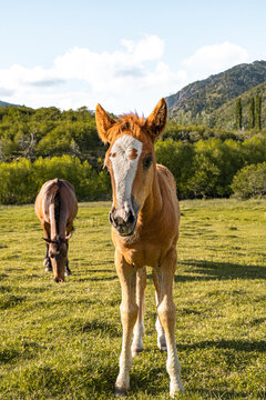 Vertical view of a baby horse looking straight ahead in a pasture.