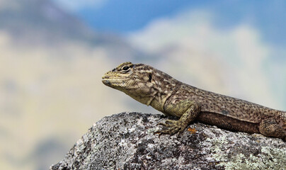 Lagarto no alto do Huayna Picchu,nos Andes