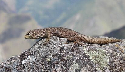 Lagarto fotografado no alto do Huayna Picchu, nos andes