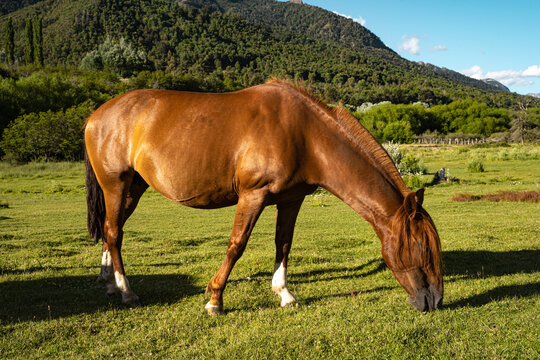 Horizontal view of a horse in profile feeding in a pasture at dusk.