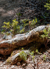 Vertical shot of a jeweled lizard at the root of a tree basking in the sun, Chile