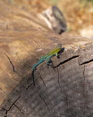 Close-up vertical shot of jeweled lizard basking in the sun on a tree trunk, Chile