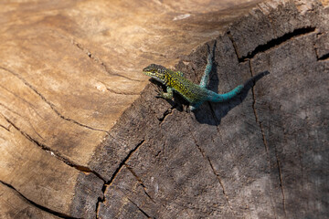 Close-up horizontal shot of jeweled lizard basking in the sun on a tree trunk, Chile