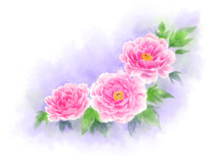  Peony drawn with digital watercolor (light purple background)