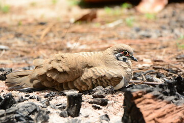 キャンプ場のライチョウバト Squatter pigeon at the campsite