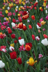 多彩なチューリップ