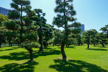 Naklejka premium Imperial Palace Garden in Tokyo, Japan