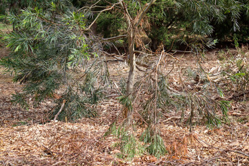 soft foliage of tree in australian bushland