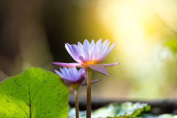 Lotus flower (Tropical water-lily)
