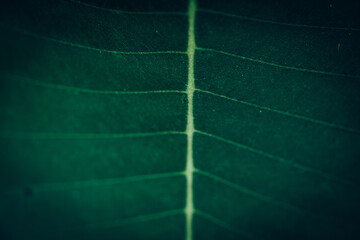 Tropical Green Leaf surface background, close up details texture, Macro environment, Nature and Plant with copy space, Selectived focus