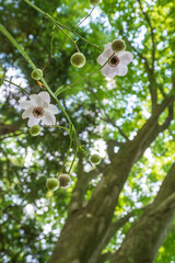 レンゲショウマ