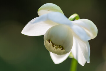 レンゲショウマ