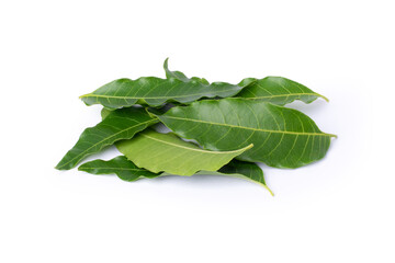 Neem leaves (Azadirachta indica) isolated on white background.