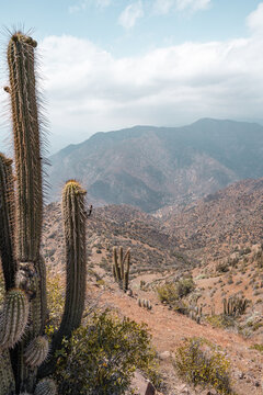 Vertical shot of Chilean cactus with mountains in background