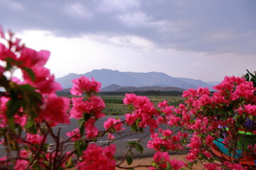 fully bloomed lovely bougainvillea flowers in a nursery with a majestic mountain background