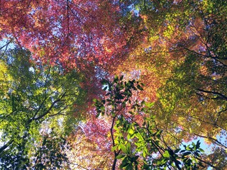 鈴虫寺の参拝を待つ石段にて撮影
