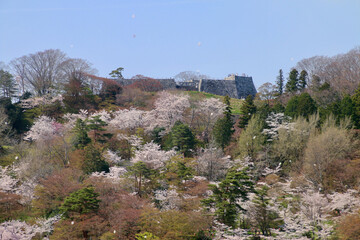 春の霞ヶ城公園（福島県・二本松市）