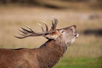 Red deer stags roaring and resting on the green grass of a London park, UK