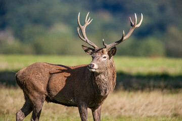 Red deer stags roaring and fighting in the woodlands of London, UK