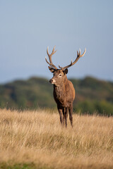 Naklejka na ściany i meble Red deer stags roaring and fighting in the woodlands of London, UK