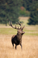 Red deer stags roaring and fighting in the woodlands of London, UK
