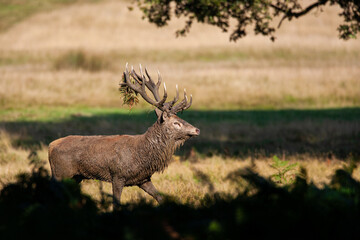 Red deer stags roaring and fighting in the woodlands of London, UK