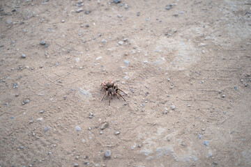 Horizontal shot of Chilean tarantula from above over dirt road