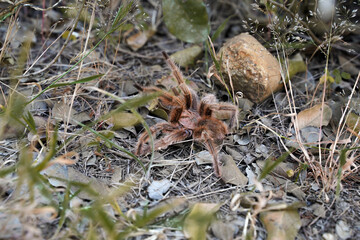 Chilean Tarantula in defense position among vegetation