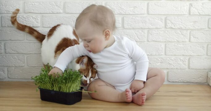 Cute infant hugs cat putting hand in pea sprouts growing in black container. Blond baby boy sits on wooden floor against white brick wall