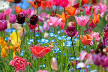 Fototapeta premium field of tulips