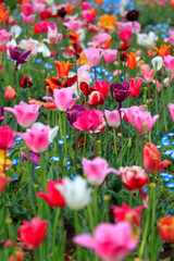 Obraz na płótnie Canvas red and white tulips