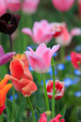 Obraz premium red tulips in the garden
