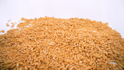 Falling wheat seeds grains, raw food ingredients, agricultural product