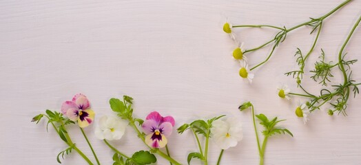 spring flowers on the white board.
edible flowers on a white background.
