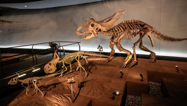 Fukui, Japan - February 22 2016: Medusaceratops fossil at Fukui Prefectural Dinosaur Museum