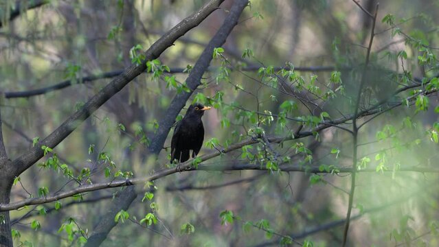 Common Blackbird sings on tree in spring, male (Turdus merula)- (4K)