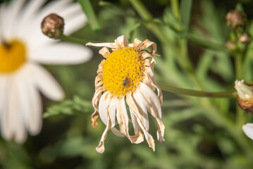 Close-up of Beautiful White Daisy with a Fly on it, Macro, Nature