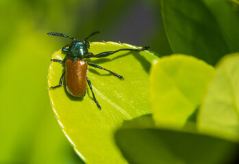 Close-up of a Beetle, Coleoptera, Macro, Nature