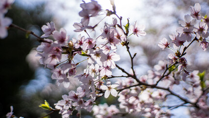 桜