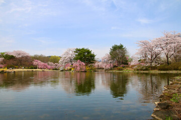 Fototapeta na wymiar 緑水苑の桜（福島県・郡山市）