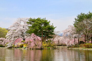 緑水苑の桜（福島県・郡山市）