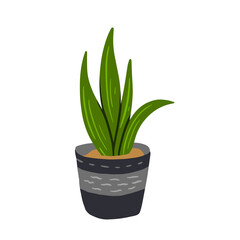 House plants organic in pots