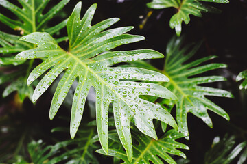 Garden textures - leaf isolated on black background