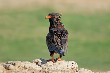 Bateleur eagle (Terathopius ecaudatus) perched on a rock, Kalahari desert, South Africa.