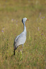 An endangered blue crane (Anthropoides paradisea) in grassland, South Africa.
