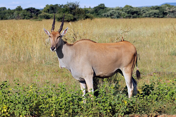 An eland antelope (Tragelaphus oryx) in natural habitat, South Africa.