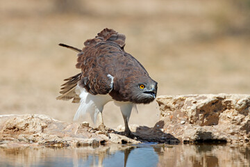 A black-breasted snake eagle (Circaetus gallicus) drinking water, Kalahari desert, South Africa.