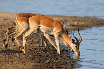 Impala antelopes (Aepyceros melampus) drinking water, Kruger National Park, South Africa.