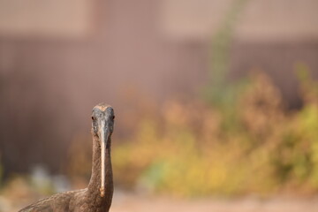 Closeup shot of brown ibis bird beak